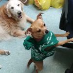 Integrative Veterinary Therapies, P.C.