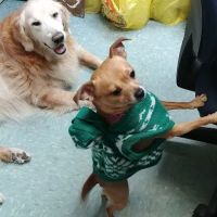 Integrative Veterinary Therapies, P.C. ico