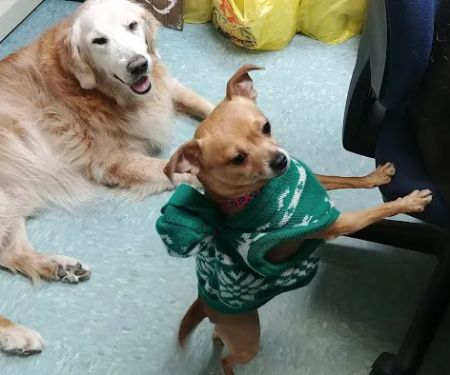 Integrative Veterinary Therapies, P.C.