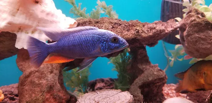 Aquariums Alive Picture 1