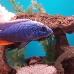 Aquariums Alive