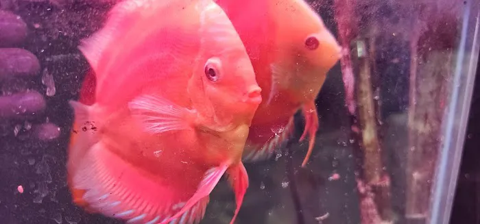 Aquariums Alive Picture 2