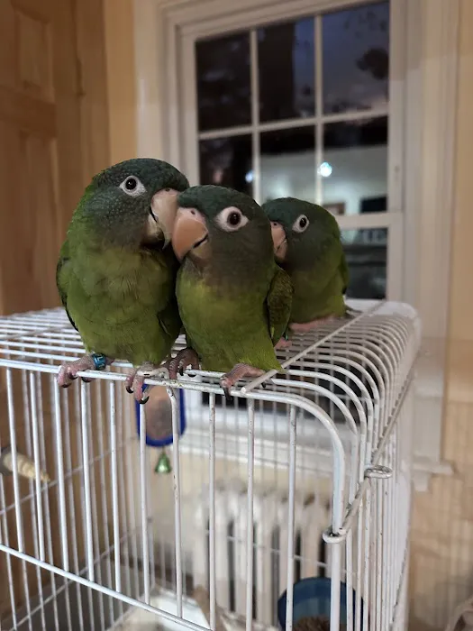Morning Glory Birds Picture 6
