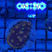 Reef Shark Aquarium Inc ico