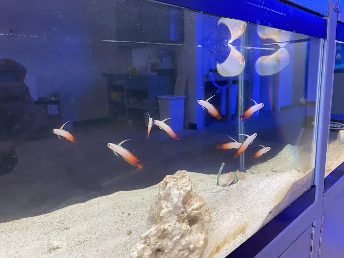 Reef Shark Aquarium Inc Picture 2