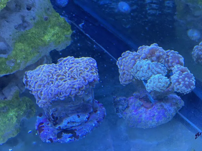 Reef Shark Aquarium Inc Picture 4