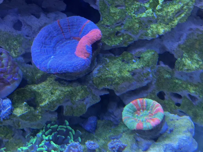 Reef Shark Aquarium Inc Picture 3