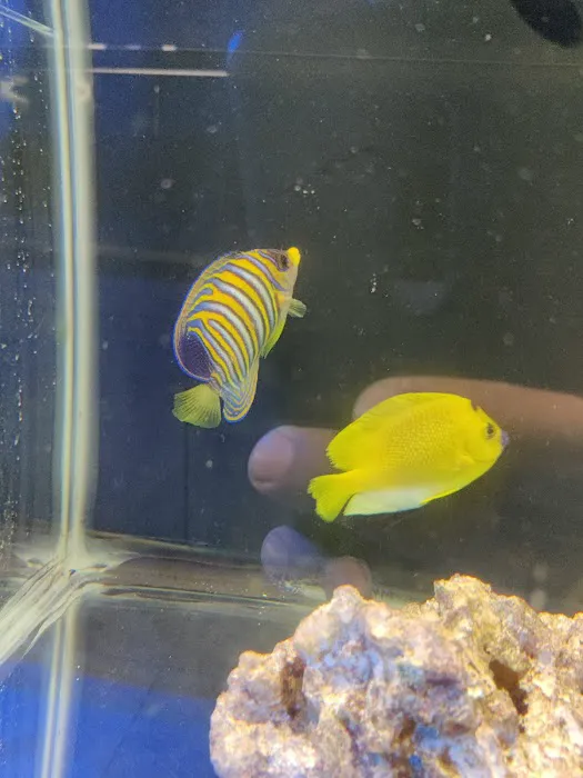 Reef Shark Aquarium Inc Picture 10