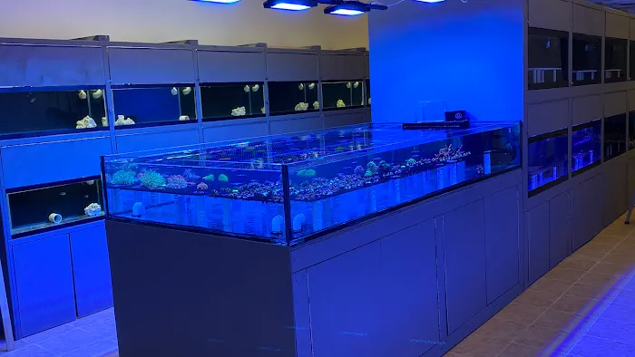 Reef Shark Aquarium Inc Picture 8