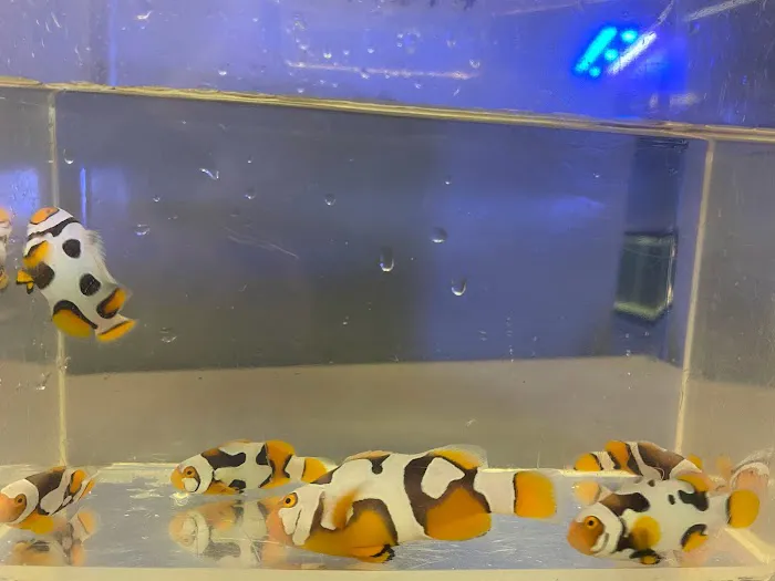Reef Shark Aquarium Inc Picture 7