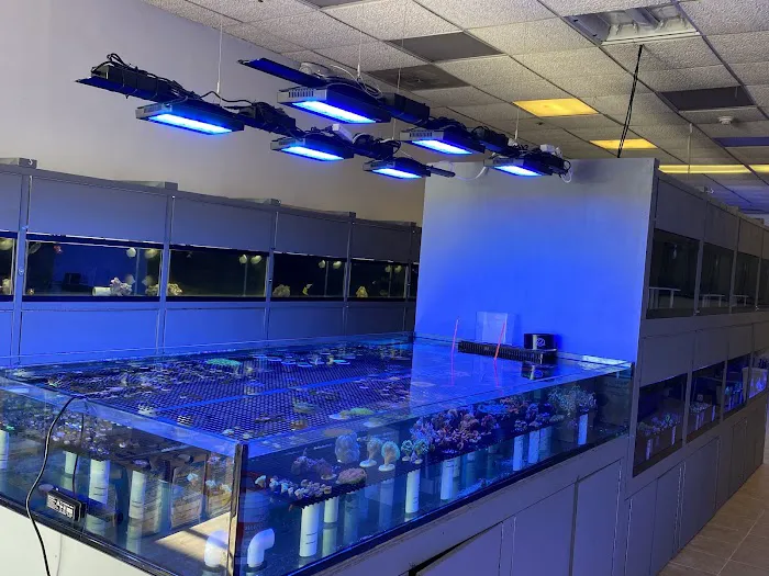 Reef Shark Aquarium Inc Picture 6