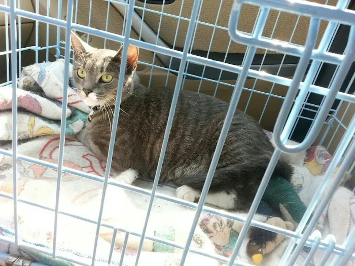 Shirley Veterinary Hospital Picture 7