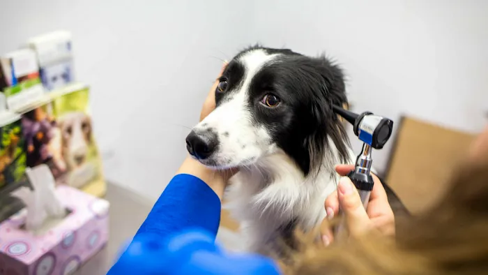 Shirley Veterinary Hospital Picture 9