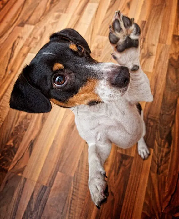 Shirley Veterinary Hospital Picture 8