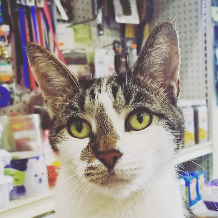 Animal Pantry Picture 10