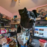 Center Moriches Veterinary Hospital ico