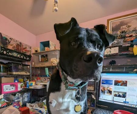 Center Moriches Veterinary Hospital