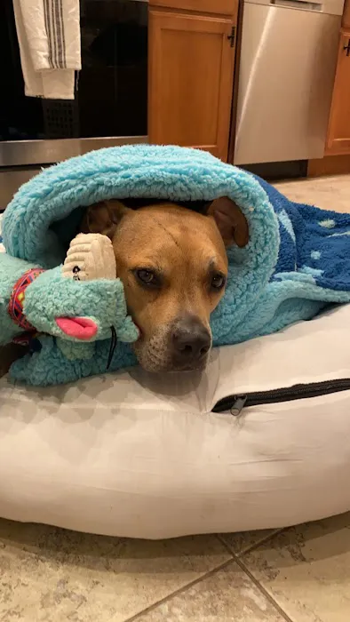 Center Moriches Veterinary Hospital Picture 2