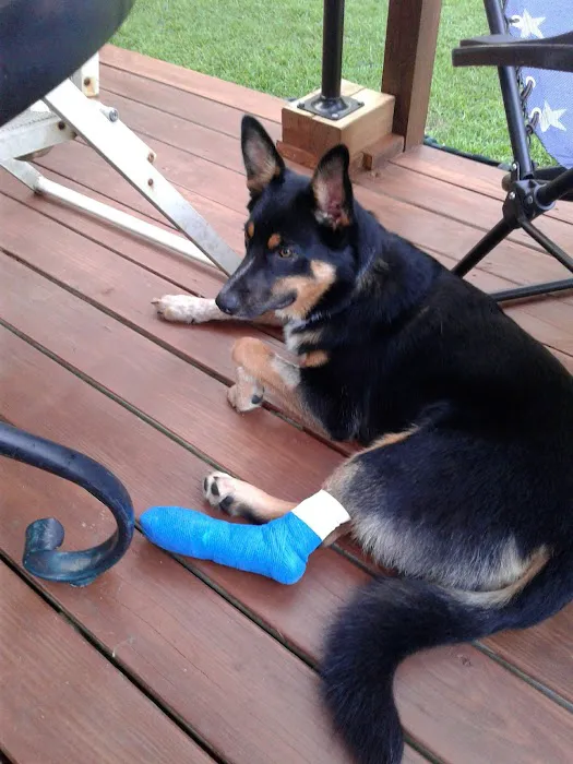 Center Moriches Veterinary Hospital Picture 9