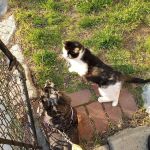 The Moriches Hospital For Animals