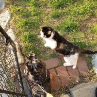 The Moriches Hospital For Animals ico
