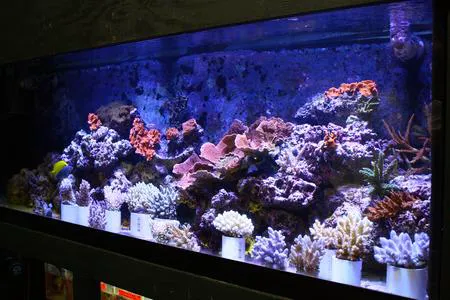 TIA Collection Corals (Tropical Island Aquatics) Saltwater Only Picture 1