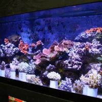 TIA Collection Corals (Tropical Island Aquatics) Saltwater Only ico