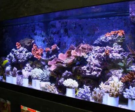 TIA Collection Corals (Tropical Island Aquatics) Saltwater Only