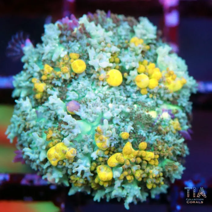 TIA Collection Corals (Tropical Island Aquatics) Saltwater Only Picture 9