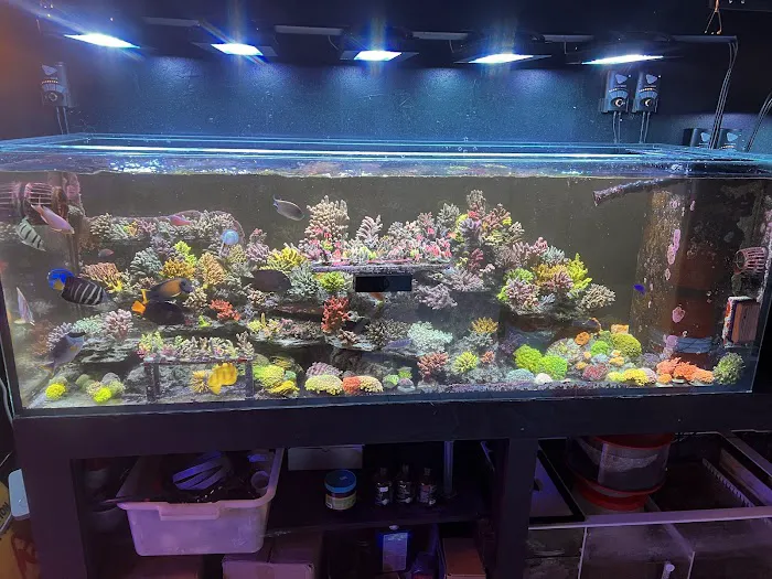TIA Collection Corals (Tropical Island Aquatics) Saltwater Only Picture 4