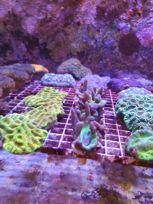 TIA Collection Corals (Tropical Island Aquatics) Saltwater Only Picture 3