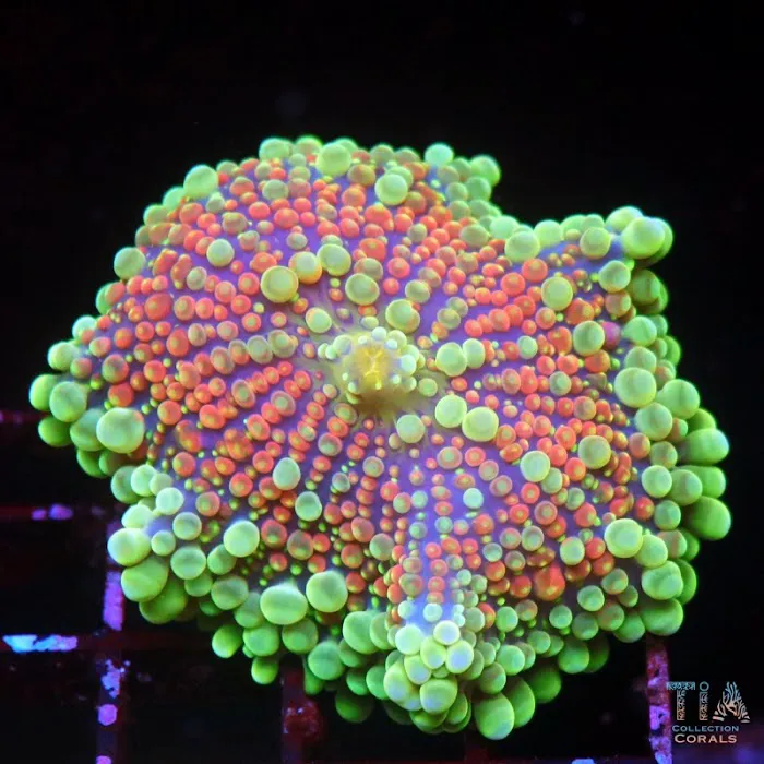 TIA Collection Corals (Tropical Island Aquatics) Saltwater Only Picture 2