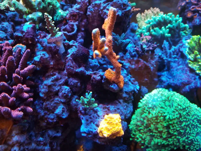 TIA Collection Corals (Tropical Island Aquatics) Saltwater Only Picture 5