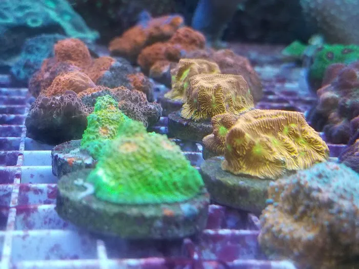 TIA Collection Corals (Tropical Island Aquatics) Saltwater Only Picture 6