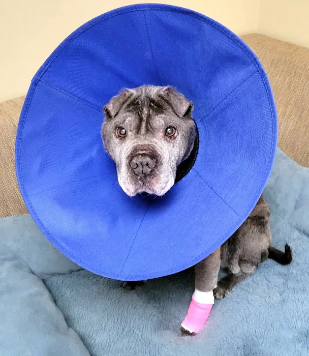 Eastport Animal Hospital Picture 2
