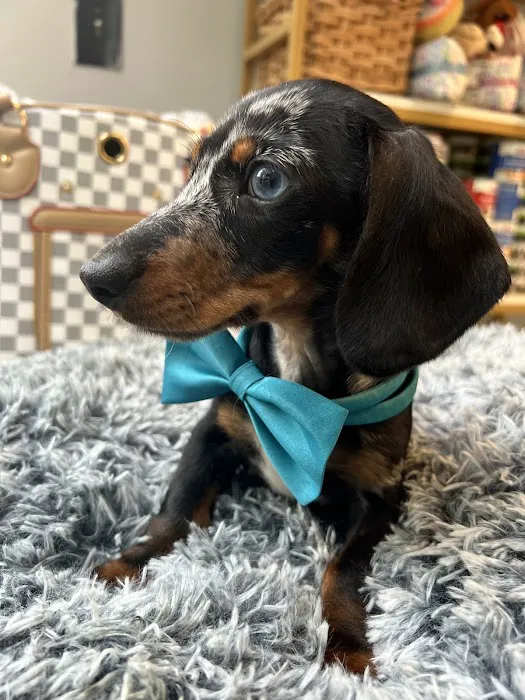 Vanity Pups Boutique Picture 1