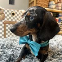 Vanity Pups Boutique ico