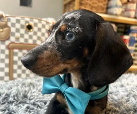 Vanity Pups Boutique