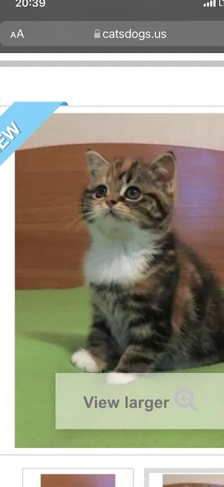 Scottish Fold USA Picture 4