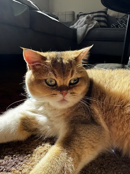 Scottish Fold USA Picture 1