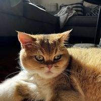 Scottish Fold USA ico