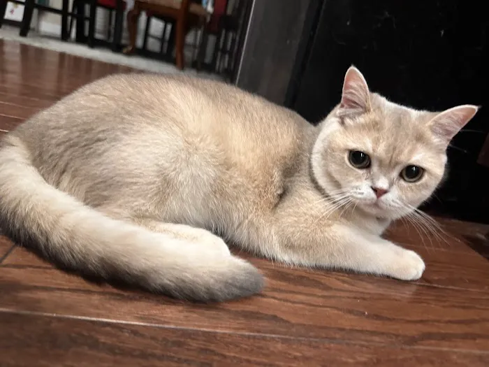 Scottish Fold USA Picture 2