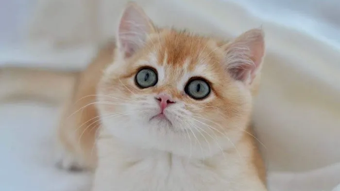 Scottish Fold USA Picture 8