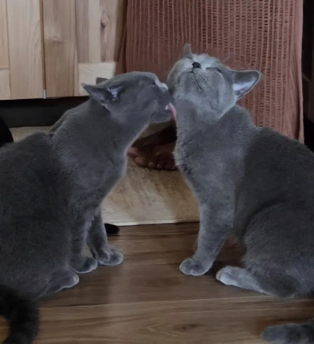 Scottish Fold USA Picture 7