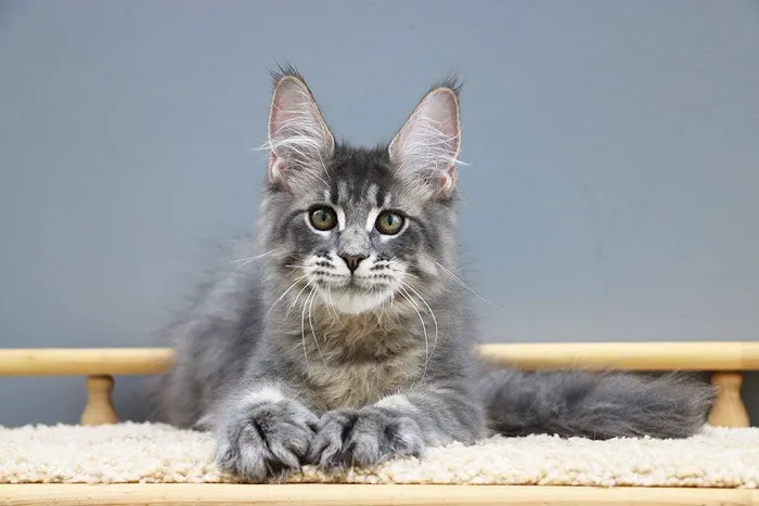 Scottish Fold USA Picture 6