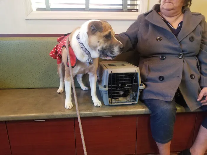 Veterinary Care Group - Whitestone Picture 3