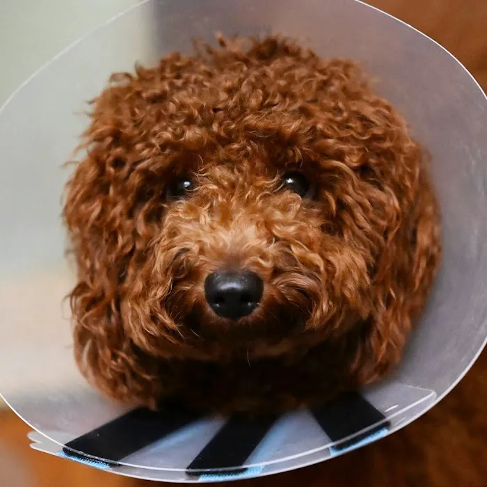 Veterinary Care Group - Whitestone Picture 2
