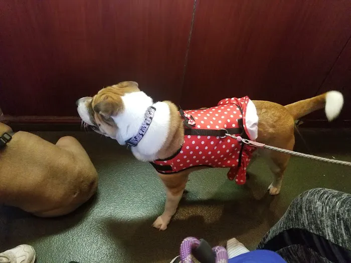 Veterinary Care Group - Whitestone Picture 1