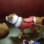 Veterinary Care Group - Whitestone