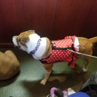 Veterinary Care Group - Whitestone ico